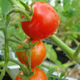 Tomato plants grown in Martian soil / Wieger Wamelink